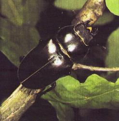 Lucanus cervus - Le Lucane cerf-volant (F)
