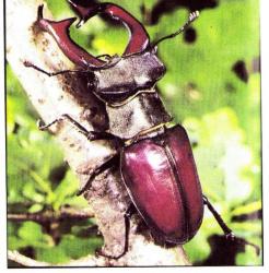 Lucanus cervus - Le Lucane cerf-volant (M)