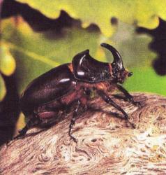 Oryctes nasicornis - Le Rhinocéros