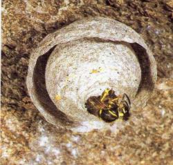 Dolichovespula saxonica Nid en construction, l'insecte qui se trouve l'entr&eacute;e est la jeune reine Photo AMBHN&deg; 12547