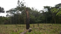 zone deforestee dans le Peten