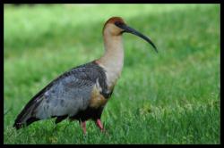 Ibis