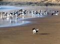 chasse &agrave; la mouette