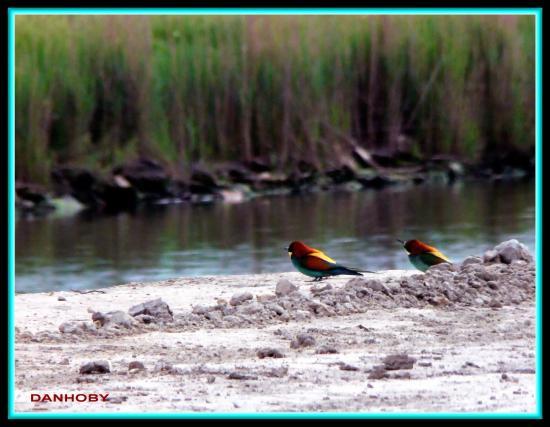 rencontres des bourdons du sud