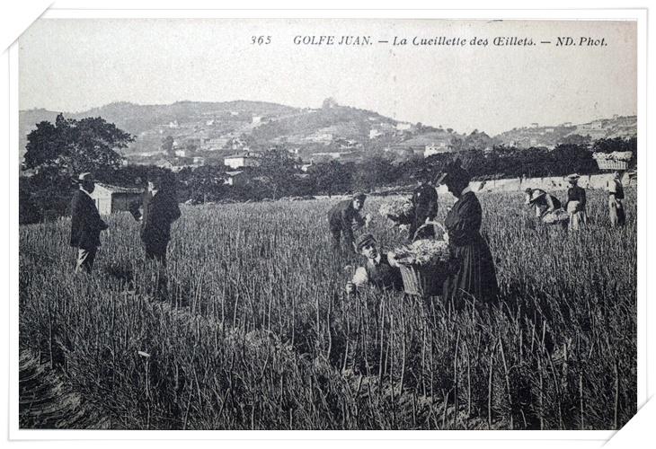 A noter que ces terrains se situaient sur les hauteurs du quartier des Eucalyptus.
