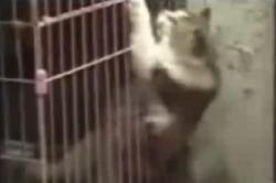 clever funny cat,chat marrant rigolo video de chat