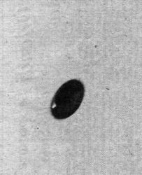 27 Mars1973 Génova Sestri, Italia