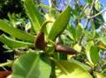 Fruit du Pal&eacute;tuvier