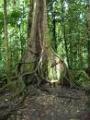 mangrove