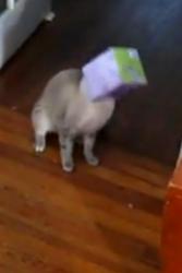 chat drole,funny cat,chat marrant,minou drole,funny pussy