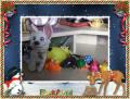 No�l 2009 - Nos cadeaux