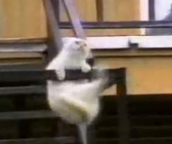chat drole,chat marrrant,chat pitre,funny cats,