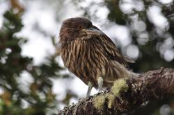 Oiseau intriguant
