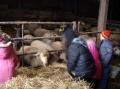 Nourrir les moutons