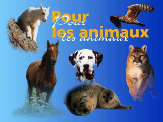 SPAED (Société de Protection des Animaux en Danger)