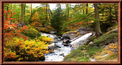 Paysage forestier du parc national du Mercantour