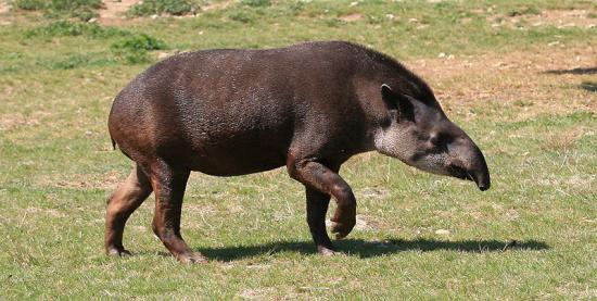 Répartition tapir des montagnes tapirus pinchaque zoologie présentation espèce découverte Roulin