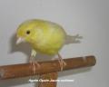 CANARIS de nos �leveurs