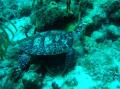 tortue marine guadeloupe