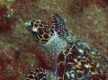 tortue marine guadeloupe