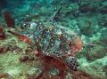 tortue en plong&eacute;e