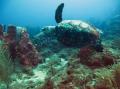 tortue marine guadeloupe