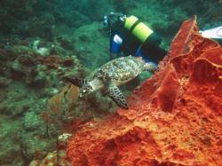 tortue en plong&eacute;e