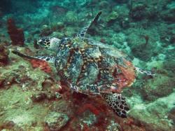 tortue en plong&eacute;e