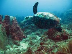 tortue en plongée