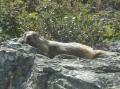 Marmotte &agrave; l'Org&eacute;re
