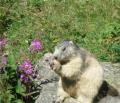 Marmotte &agrave; l'Org&eacute;re