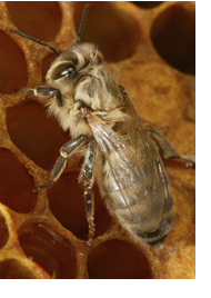 L'abeille
