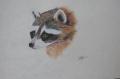 raton laveur encre sur papier d'himalaya