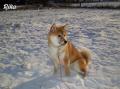 ICHIRO FROM HILLOCK SNOWY DIT