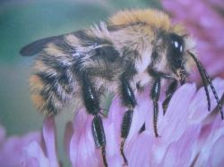 Bourdons Photo.A.M.B Le Moulin de Prey. Bombus (=agrorum) pascuorum Famille Apidae, Sous-famille Bombinae 