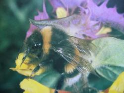 Bourdons Photo A.M.B. Le Moulin de Prey. Bombus terrestris<Bourdon terrestre>Famille Apidae, Sous-famille Bombinae
