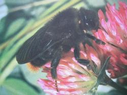 Bourdons Photo A.M.B. Le Moulin de Prey.Psithyrus rupestris Famille des Apidae, Sous-famille des Bombinae