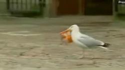 oiseau voleur,drole d'oiseau