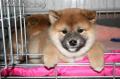 CHIOTS DE KIMIKO 2 d�cembre 2009