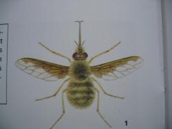 Bombylius major