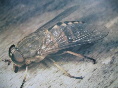 Tabanus bovinus (Famille des Tabanidae)