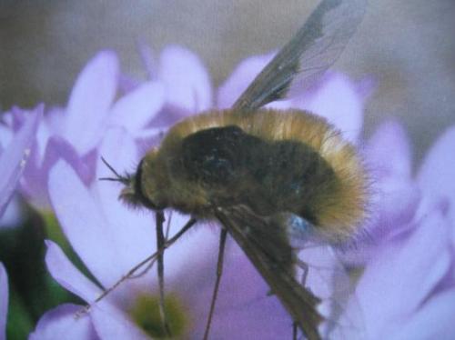 Bombylius major (Famille des Bombyliidae) Phot. A.M.B < Le Moulin de Prey.