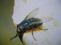 Calliphora vicina Mouche bleue (Famille des Calliphoridae)