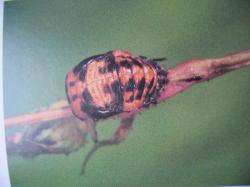 Pupa de Coccinella septempunctata