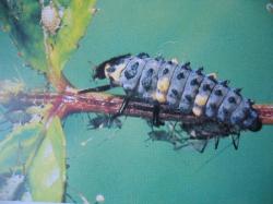 Larva de Coccinella septempunctata