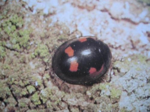Chilocorus bipustulatus
