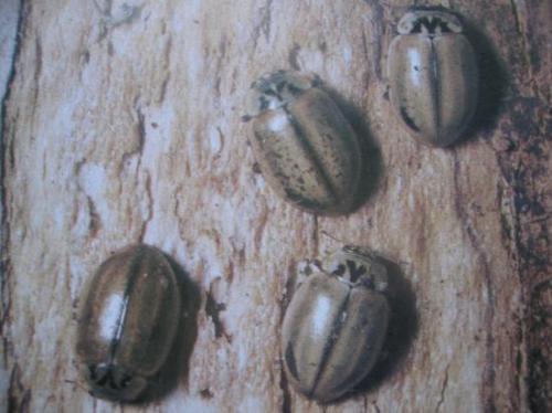 Aphidecta obliterata