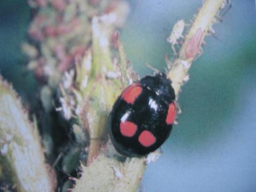 Adalia bipunctata (forme noire)