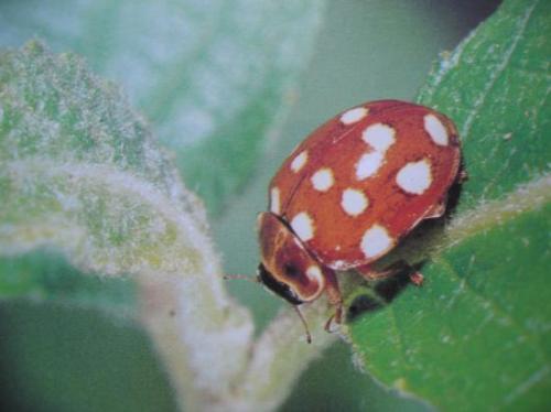 Calvia quatuordecimguttata Coccinelle &agrave; 14 points