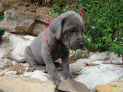 chiot de la précèdente portée